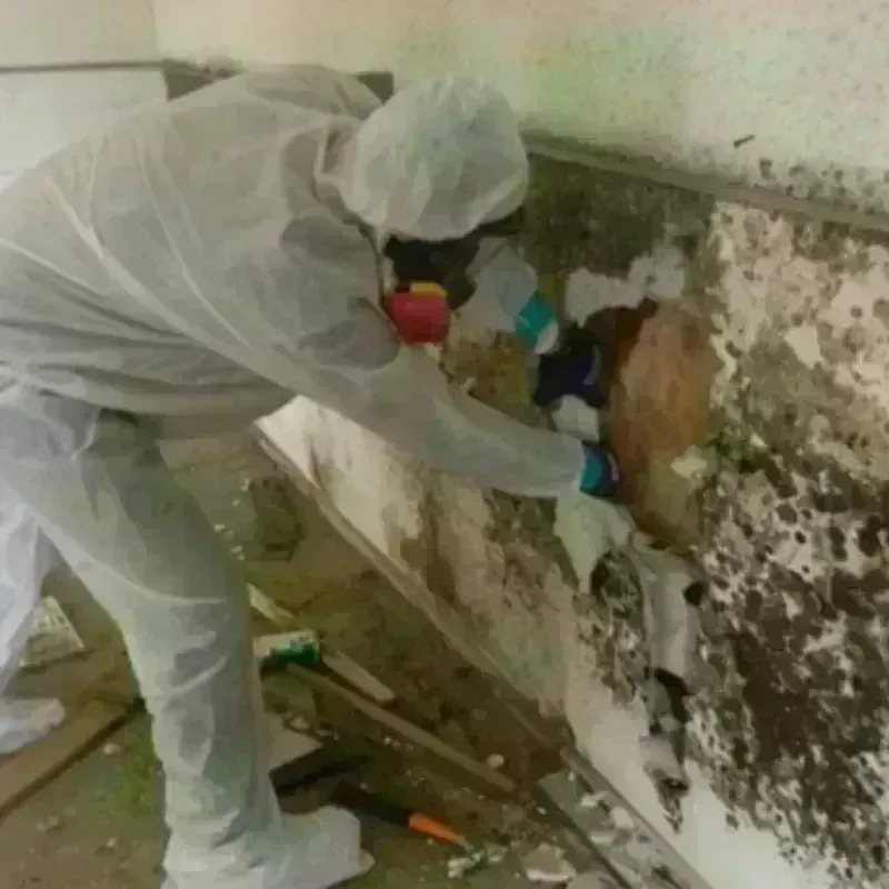 Mold Remediation and Removal in Norway, ME